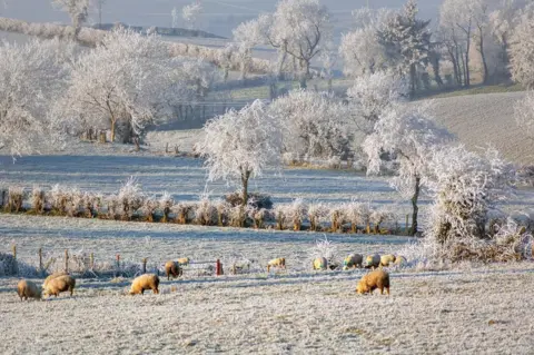 Liam McClean Sheep grazing in snowy fields near Omagh