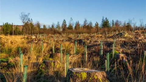 Getty Images tree planting