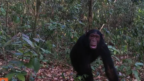 Chester Zoo Chimpanzee