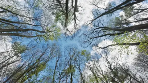 JEFF OVERS Trees in spring