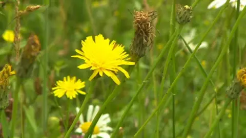 Wild flowers
