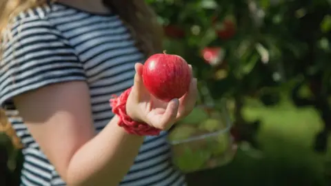 Hawarden Estate Apple