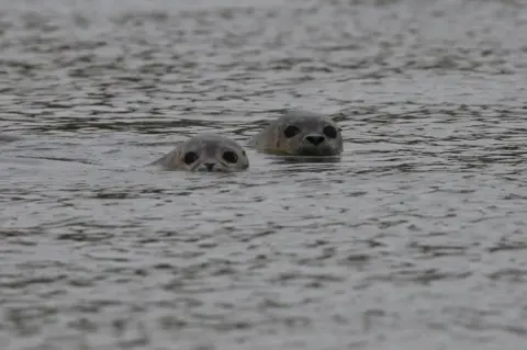 Tynemouth Seal Hospital Seals in water