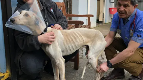 Bristol Animal Rescue Centre Soldier before treatment