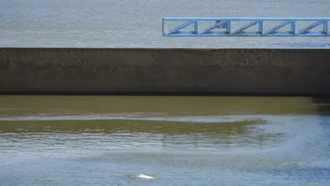Getty Images Image shows Beluga whale