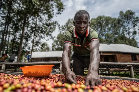 Moses Sawasawa/BBC Former fighter Jacques, 29 years old, sorts coffee beans in Idjwi. 14th April 2022.