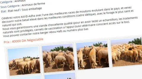 Ouedkniss.com Advert selling sheep for Eid on Algerian Ouedkniss.com