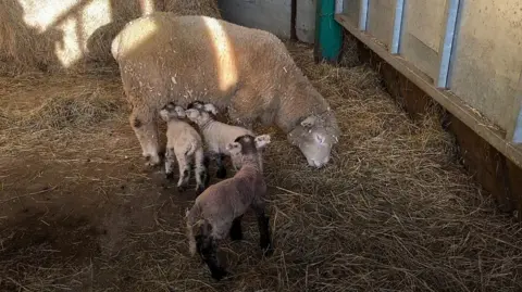 Three lambs try to feed from ewe as she eats hay in barn