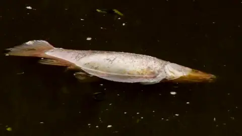 BBC Dead fish in Leeds & Liverpool Canal