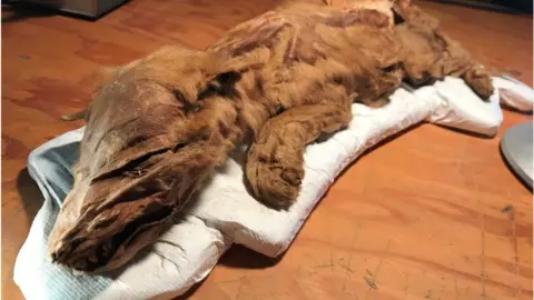 Courtesy Government of Yukon Mummified wolf pup