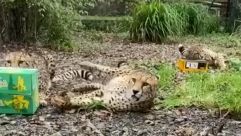 Cheetah