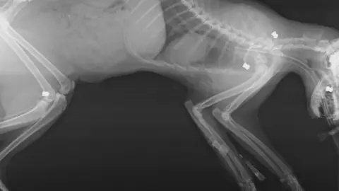 Plymouth Veterinary Group Bruno Collins