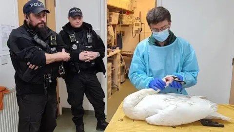 Essex Police Police officers watch a vet treat an injured swan at South Essex Wildlife Hospital