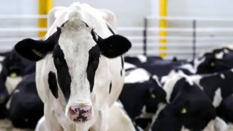 Getty Images Cows on a Qatari farm