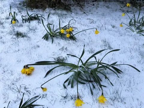 BBC Weather Watcher/ Broomwatcher Daffodils in Ullapool