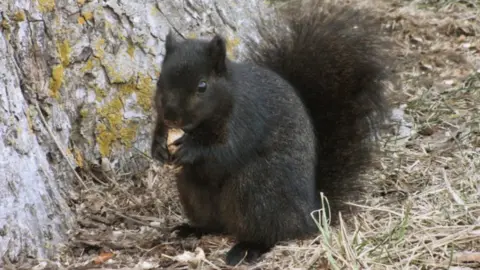 Amanda K Ciurej A melanic or black grey squirrel