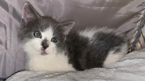 Liz Skillicorn A grey and white kitten sits on a fluffy white blanket in front of a purple cushion.