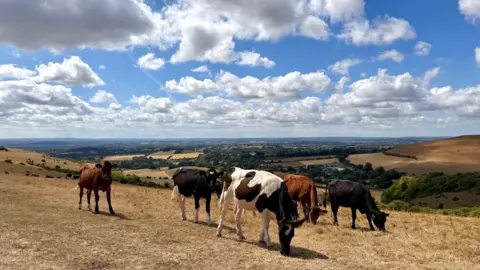 Ming Mok Five cows graze on some grass beneath a blue, cloudy sky. Countryside can be seen stretching out beyond where the cows are stood.