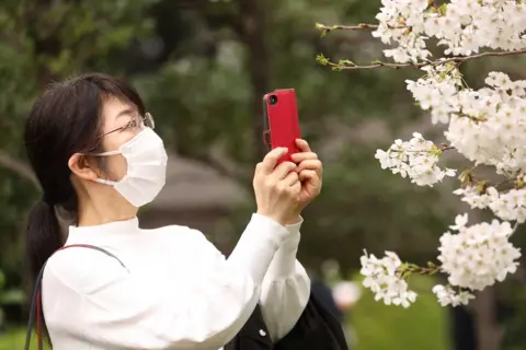 ZUMA Press Wire/REX/Shutterstock A woman takes photos of cherry blossoms in full bloom at Chidorigafuchi Park in Tokyo.