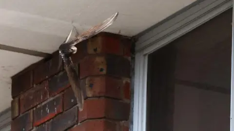 Piotr Szczypa A swift flying near brickwork at the Station Approach site in Dorking