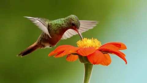 Rufous-tailed Hummingbird, Amazilia tazacatl, feeding on Mexican sunflower.