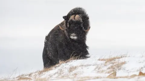 Getty Images Musk-ox in Siberia walking on snow covered ground