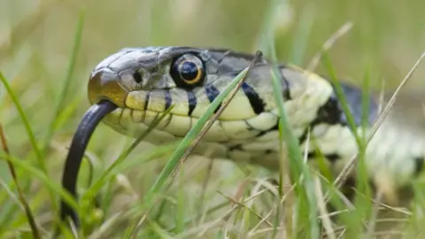 Getty Images Grass snake