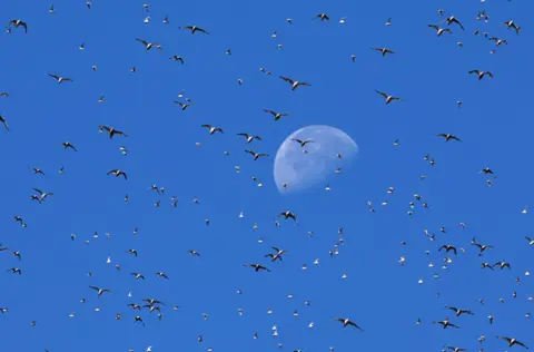 Toby Melville / Reuters Gulls fly in front of the moon