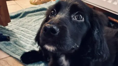 RSPCA Surviving cocker spaniel