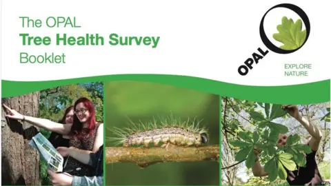Opal Cover of the Opal tree health survey booklet (Image: Opal)