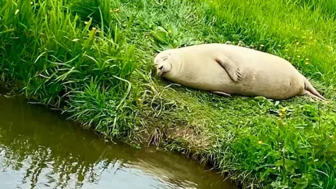 Sophie Bell Seal lying on bank of River Cam