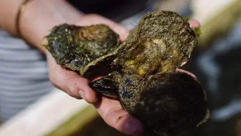 Blue Marine Foundation Oysters