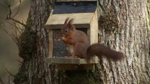 Barry Bickerton A red squirrel sitting on a bird box eating some nuts 