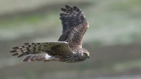 PA Media Hen harrier in flight