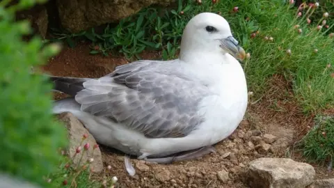 National Trust for Scotland Fulmar on St Kilda