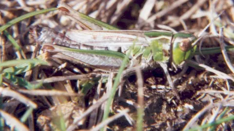 Richard Selman The lesser mottled grasshopper by Richard Selman