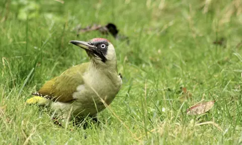 Tom White Green Woodpecker