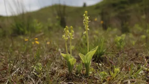 Mike Waller Fen orchid displaying yellow flowers