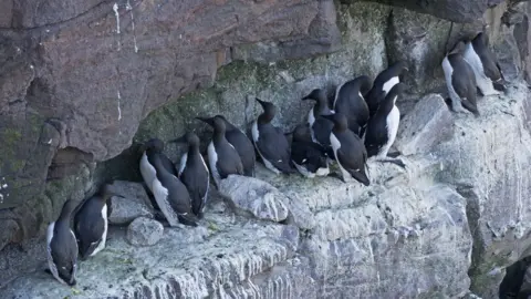 Getty Images Common Guillemots on breeding ledge, Handa Island, Scotland