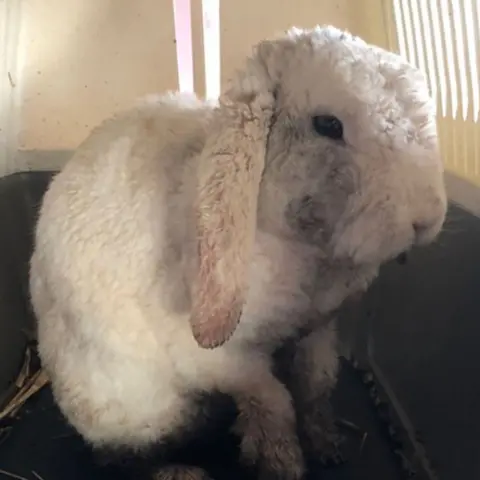 Nottinghamshire Police Rabbit found in rubbish