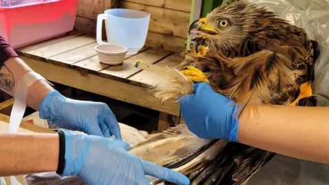 Hart Wildlife Rescue  Red Kite in care