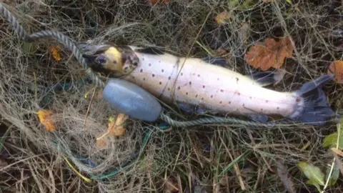 Huw Hughes Sea trout caught in net