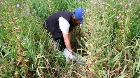 Natasha Aidinyantz Water voles being released