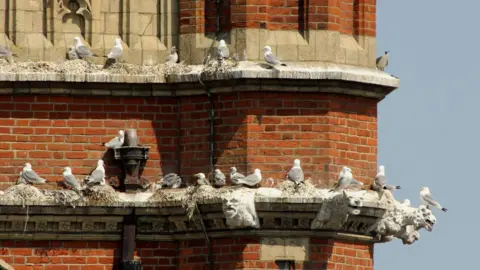 Roman Catholic Diocese of East Anglia Kittiwakes on Our Lady Star of the Sea, Lowestoft