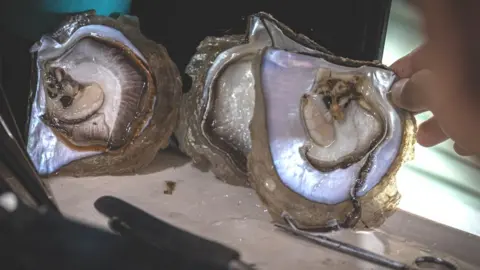 Robertus Pudyanto A pearl technician prepares a mantle tissue from a donating oyster during nucleation process in Autore pearl farm at Malaka village, Gulf of Nara on March 21, 2022 in Lombok, Indonesia.