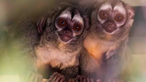 Two monkeys with brown fur and big brown eyes.