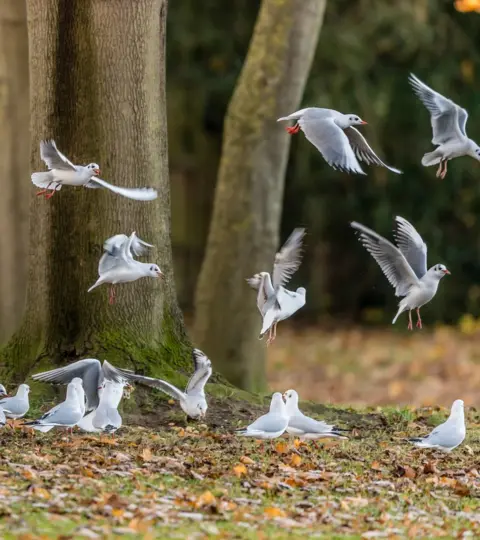 Anthony P Morris Black Headed Gulls