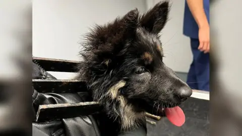 Dog with head stuck in railings