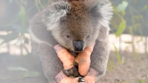 Reuters An injured koala at a vet service on Kangaroo Island