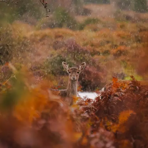 Christopher Levinsohn THURSDAY - Brockenhurst